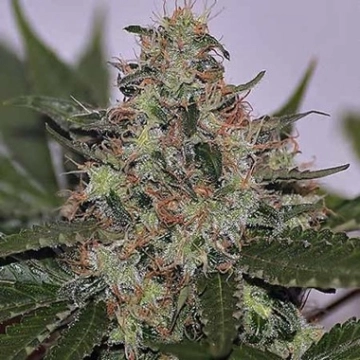 Skunk #1 Feminized cannabis flower bud by Seedsman