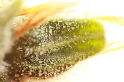 Skunk #1 Auto – Seedsman – Autoflowering