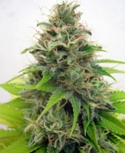 Somango Feminized cannabis flower bud by Seedsman
