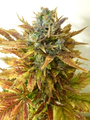 Sour Diesel Haze Auto Autoflowering cannabis flower bud by Seedsman