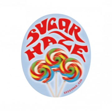 Sugar Haze Regular cannabis flower bud by Seedsman