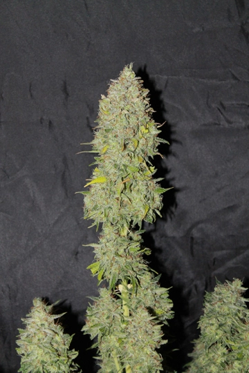Sweet Tooth Auto Autoflowering cannabis flower bud by Seedsman