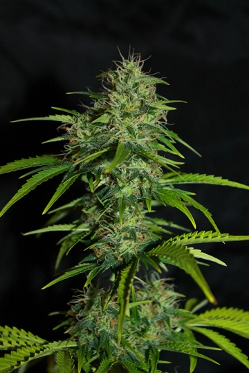 UK Cheese Auto Autoflowering cannabis flower bud by Seedsman