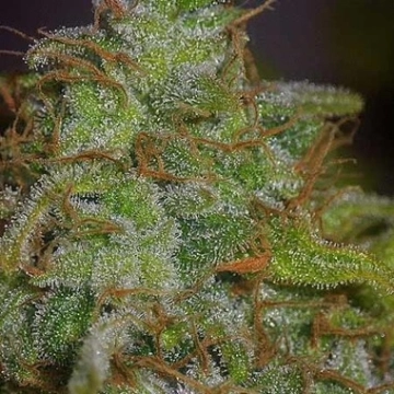 Velvet Bud Feminized cannabis flower bud by Seedsman