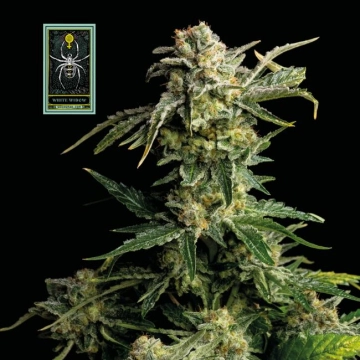White Widow Feminized cannabis flower bud by Seedsman