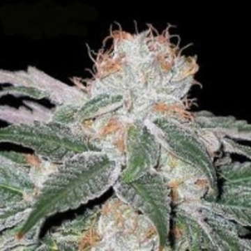 White Widow Regular cannabis flower bud by Seedsman