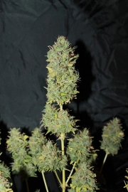 White Widow Auto Autoflowering cannabis flower bud by Seedsman