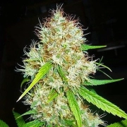 Afghani #1 Regular cannabis flower bud by Sensi Seeds