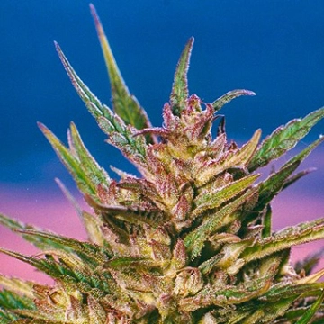 American Dream Regular cannabis flower bud by Sensi Seeds
