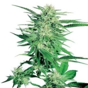 Big Bud Feminized cannabis flower bud by Sensi Seeds