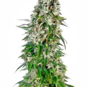 Big Bud Auto Autoflowering cannabis flower bud by Sensi Seeds