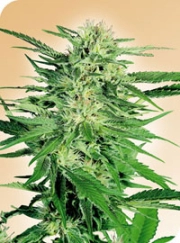 Big Bud Regular cannabis flower bud by Sensi Seeds