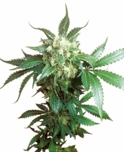 Black Domina Feminized cannabis flower bud by Sensi Seeds