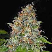 Black Domina Regular cannabis flower bud by Sensi Seeds