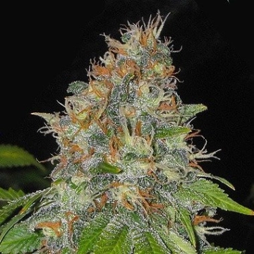 Black Domina Regular cannabis flower bud by Sensi Seeds