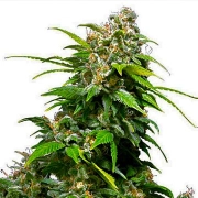 California Indica Regular cannabis flower bud by Sensi Seeds