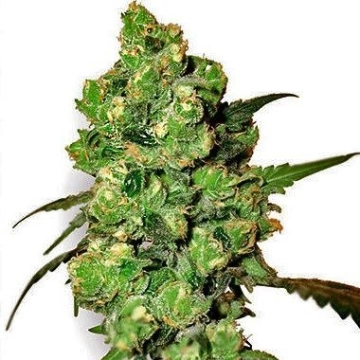 Durban Regular cannabis flower bud by Sensi Seeds