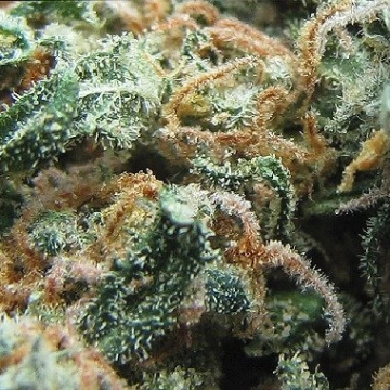 Early Girl Regular cannabis flower bud by Sensi Seeds