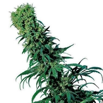 Early Pearl Regular cannabis flower bud by Sensi Seeds