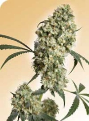 Ed Rosenthal Superbud Regular cannabis flower bud by Sensi Seeds