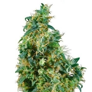First Lady Regular cannabis flower bud by Sensi Seeds