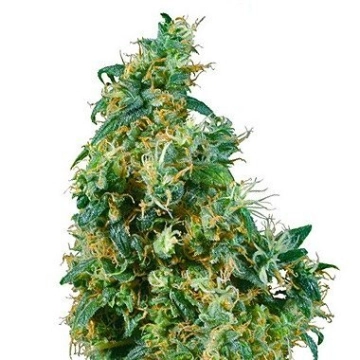 First Lady Regular cannabis flower bud by Sensi Seeds