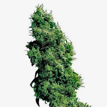 Four Way Regular cannabis flower bud by Sensi Seeds