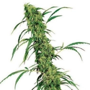 Fruity Juice Regular cannabis flower bud by Sensi Seeds