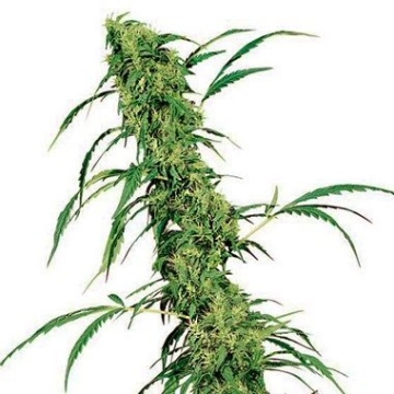 Fruity Juice Regular cannabis flower bud by Sensi Seeds