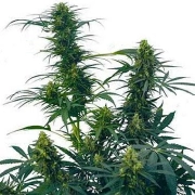 Guerilla's Gusto Regular cannabis flower bud by Sensi Seeds