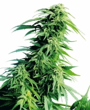 Hindu Kush Feminized cannabis flower bud by Sensi Seeds