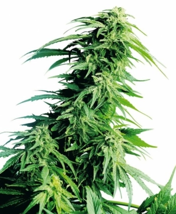 Hindu Kush Feminized cannabis flower bud by Sensi Seeds