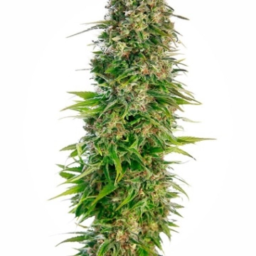 Hindu Kush Auto Autoflowering cannabis flower bud by Sensi Seeds