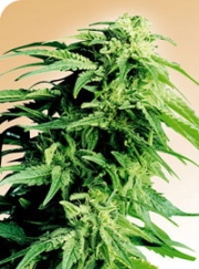 Hindu Kush Regular cannabis flower bud by Sensi Seeds
