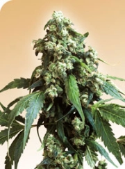 Jack Flash Regular cannabis flower bud by Sensi Seeds