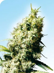 Jamaican Pearl Regular cannabis flower bud by Sensi Seeds