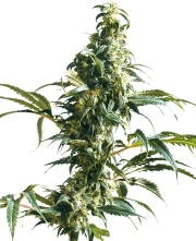 Mexican Sativa Feminized cannabis flower bud by Sensi Seeds