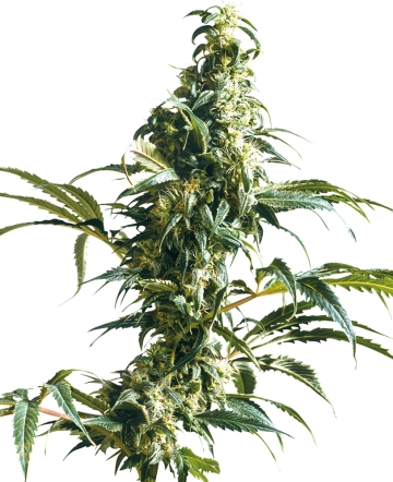 Mexican Sativa Feminized cannabis flower bud by Sensi Seeds