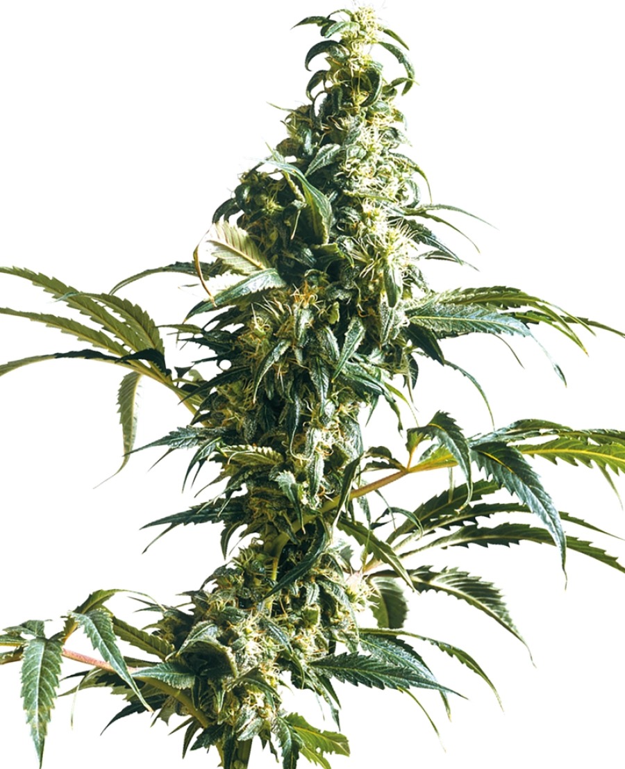 Mexican Sativa – Sensi Seeds – Feminized