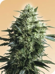 Mother's Finest Regular cannabis flower bud by Sensi Seeds