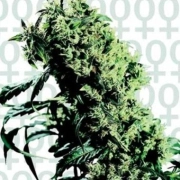 Northern Lights 5 x Haze Feminized cannabis flower bud by Sensi Seeds