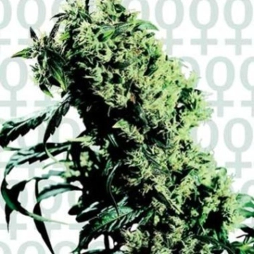 Northern Lights 5 x Haze Feminized cannabis flower bud by Sensi Seeds