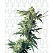 Northern Lights Feminized cannabis flower bud by Sensi Seeds