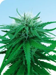 Ruderalis Indica Regular cannabis flower bud by Sensi Seeds