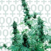 Sensi Early Skunk Feminized cannabis flower bud by Sensi Seeds