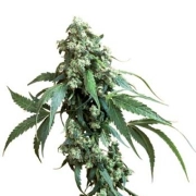 Sensi Jack Flash #5 Feminized cannabis flower bud by Sensi Seeds