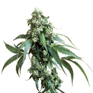 Sensi Jack Flash #5 Feminized cannabis flower bud by Sensi Seeds