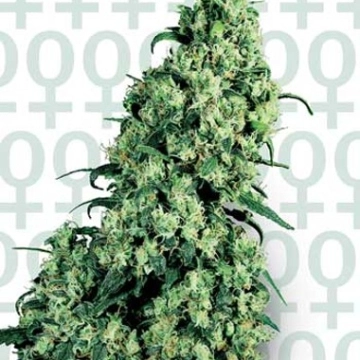 Sensi Skunk #1 Feminized cannabis flower bud by Sensi Seeds