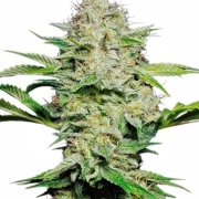 Sensi Skunk Auto Autoflowering cannabis flower bud by Sensi Seeds