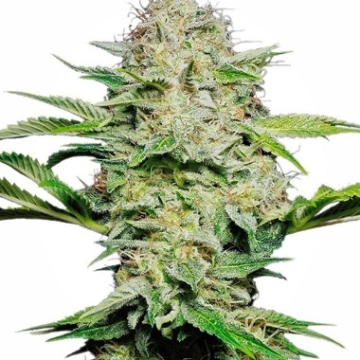 Sensi Skunk Auto Autoflowering cannabis flower bud by Sensi Seeds